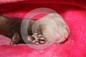 Ferret sleeping