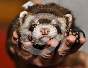 Ferret sleeping