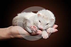 Ferret sleeping on hand