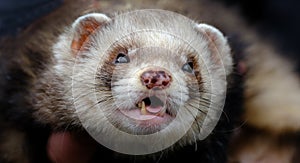 The ferret is a small, domesticated species belonging to the family Mustelidae. photo