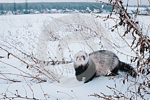 Ferret in the snow