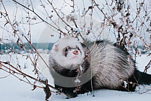 Ferret in the snow