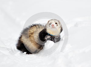 Ferret on the snow in winter