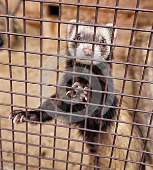 Ferret standing in the cage