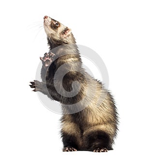 Ferret standing on hind legs and looking up