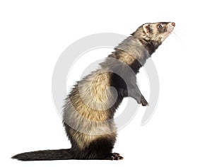 Ferret standing on hind legs and looking up