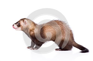Ferret standing in profile. isolated on white background