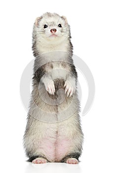 Ferret standing on a white background