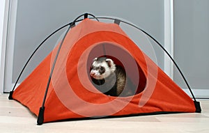 Ferret in a tent photo