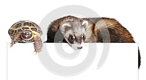 Ferret and tortoise