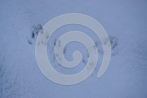 ferret tracks in the snow