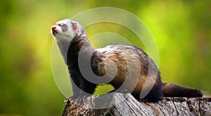 Ferret photo