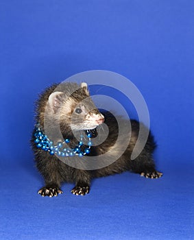 Ferret wearing necklace.