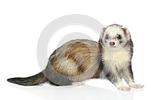 Ferret on a white background