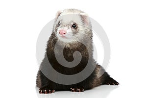 Ferret on a white background