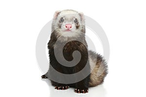 Ferret on a white background