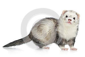 Ferret on a white background