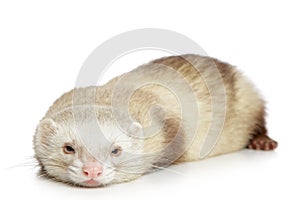 Ferret on a white background