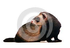 Ferret on white background