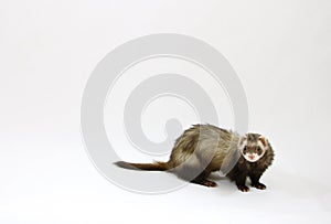 Ferret on a White Background