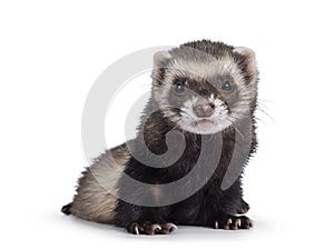 Ferret on white background