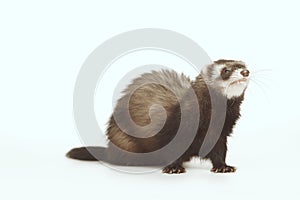 Ferret on white background in studio - portrait