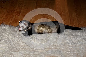Ferret on white rug