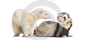Ferret, 1 year old, lying in front of white background
