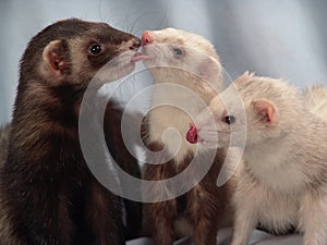 Ferrets