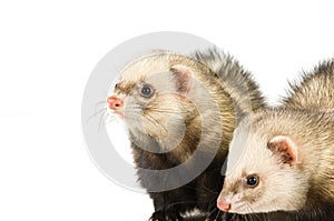 Ferrets