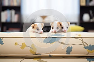 ferrets curious eyes over a sofa cushion