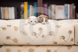 ferrets curious eyes over a sofa cushion