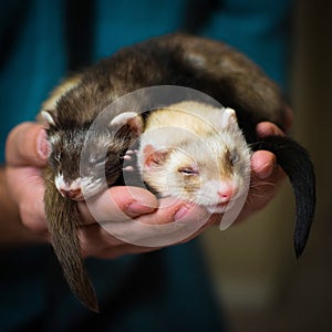 Ferrets photo