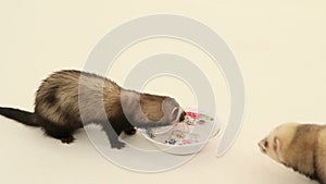 Ferrets Drinking Water