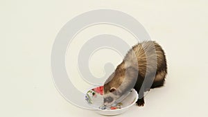 Ferrets Drinking Water