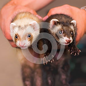 Ferrets photo