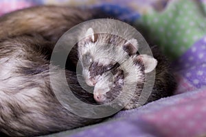 Ferrets: Mocha + Bean