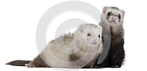 Ferrets, 8 months old, in front of white background photo