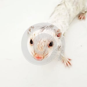 Ferrets need baths too