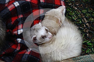 Ferrets rolled up under the blanket