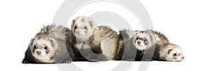 Ferrets in a row - Mustela putorius furo photo