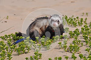 Ferrets in the sand