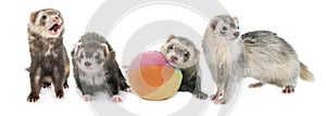 Ferrets in studio