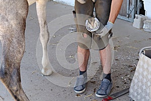 Ferrier changes a horse`s iron and plants nails in the hoof