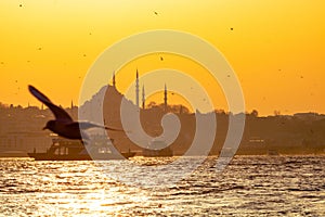 Ferries, seagulls and Suleymaniye Mosque in Istanbul
