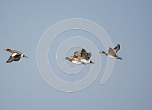 Ferriginous Duck on flight