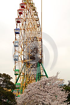 Ferris wheel and cherry