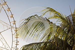 Ferris wheel and palm tree