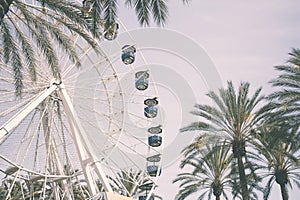 Ferris wheel and palm trees