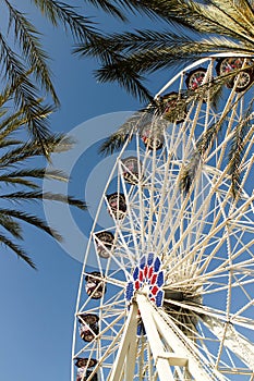 Ferris Wheel And Palm Trees